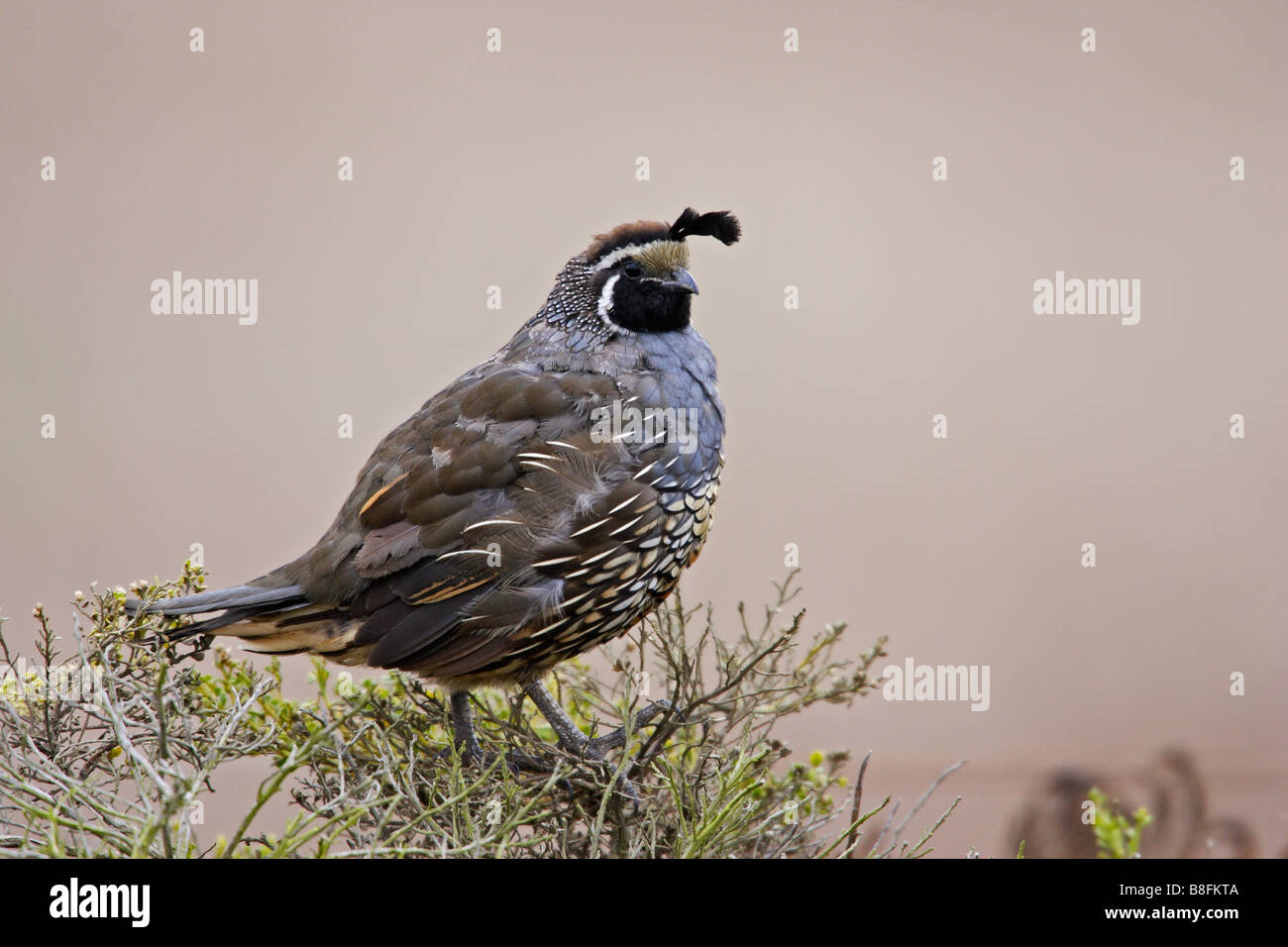 Kalifornien Wachteln Art Californica Brunnescens Reyes in Punkt Kalifornien Stockfoto