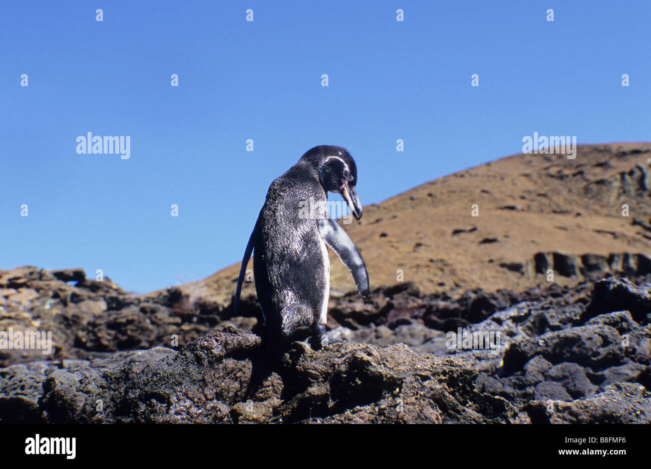 Galápagos-Pinguin. Spheniscus Mendiculus. Unterwasserwelt der Marine von den Galapagos-Inseln. Galapagos-Inseln. Stockfoto