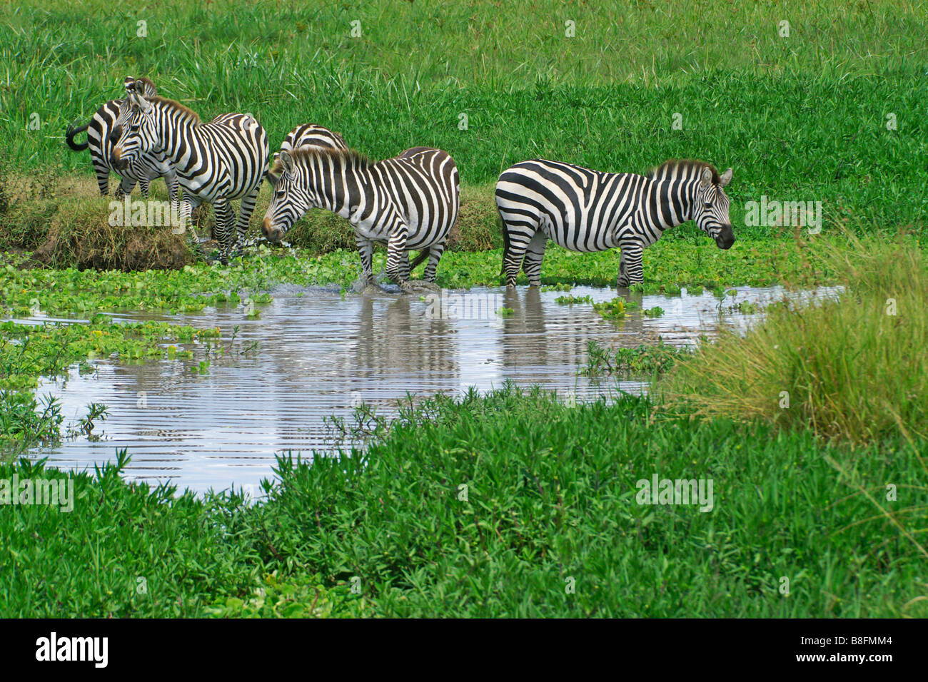 Die Burchell, Stamm- oder Ebenen Zebras am Wasserloch, Masai Mara, Kenia Stockfoto