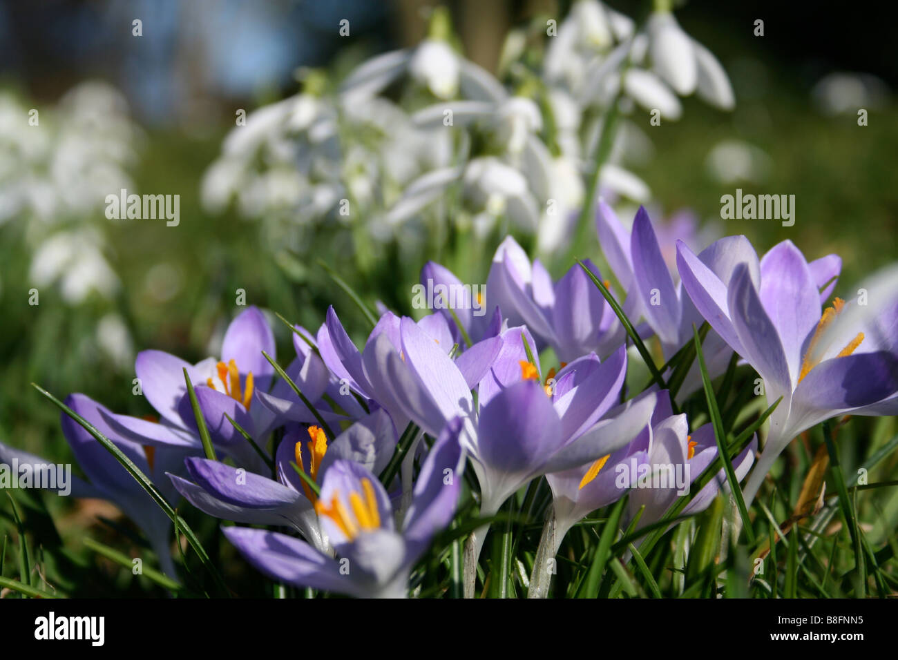 Schneeglöckchen und Krokusse in der Sonne. Stockfoto