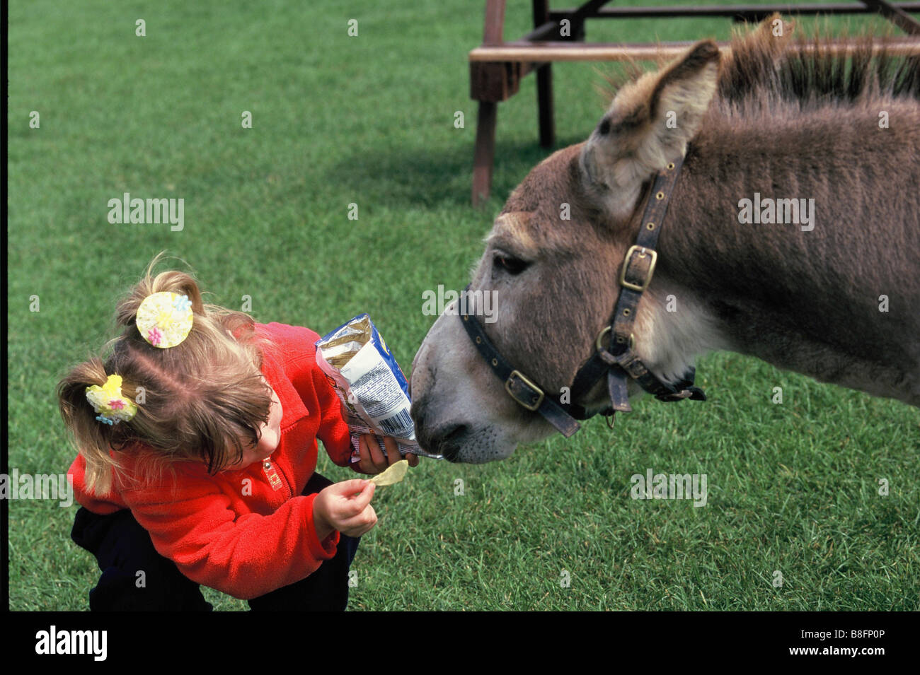 Junges Mädchen im roten Mantel Fütterung Esel Kartoffelchips chips Stockfoto