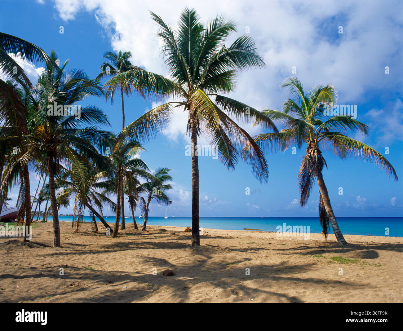 Nevis St. Kitts Pinney Strand Palmen Stockfoto