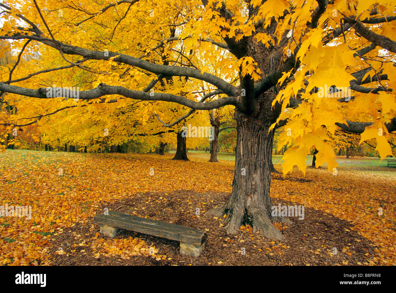 ZUCKER-AHORN UND BANK AN DER UNIVERSITY OF MINNESOTA LANDSCHAFT ARBORETUM IN CHANHASSEN, IN DER NÄHE VON MINNEAPOLIS.  FALLEN. Stockfoto