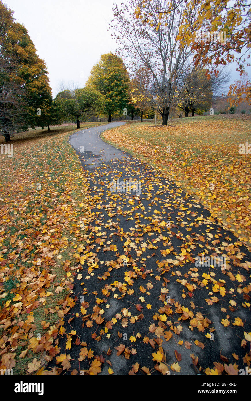 Autumn tree losing leaves Fotos und Bildmaterial in hoher Auflösung Seite 2 Alamy
