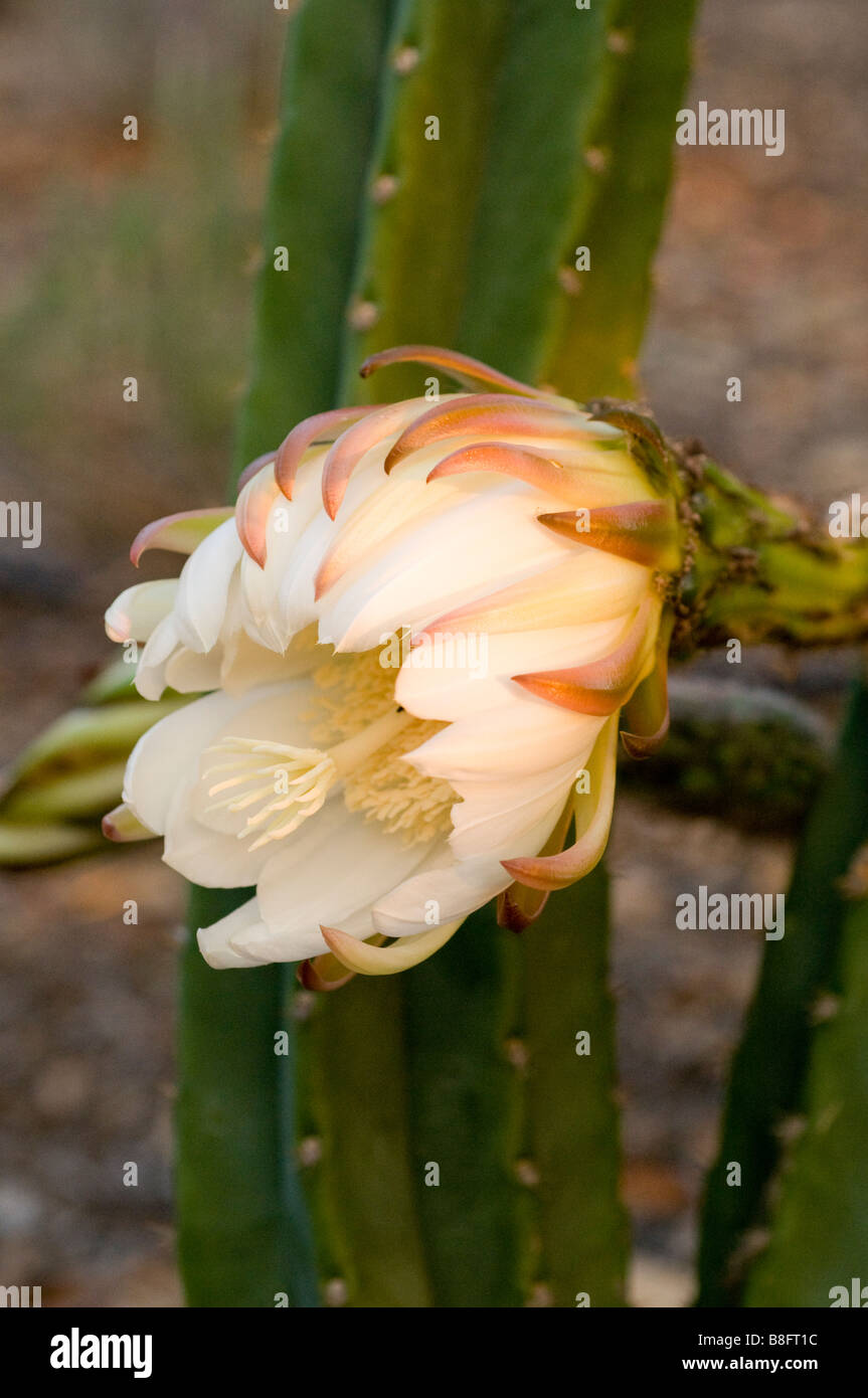 Die Blüte der ein San Pedro Cactus Stockfoto