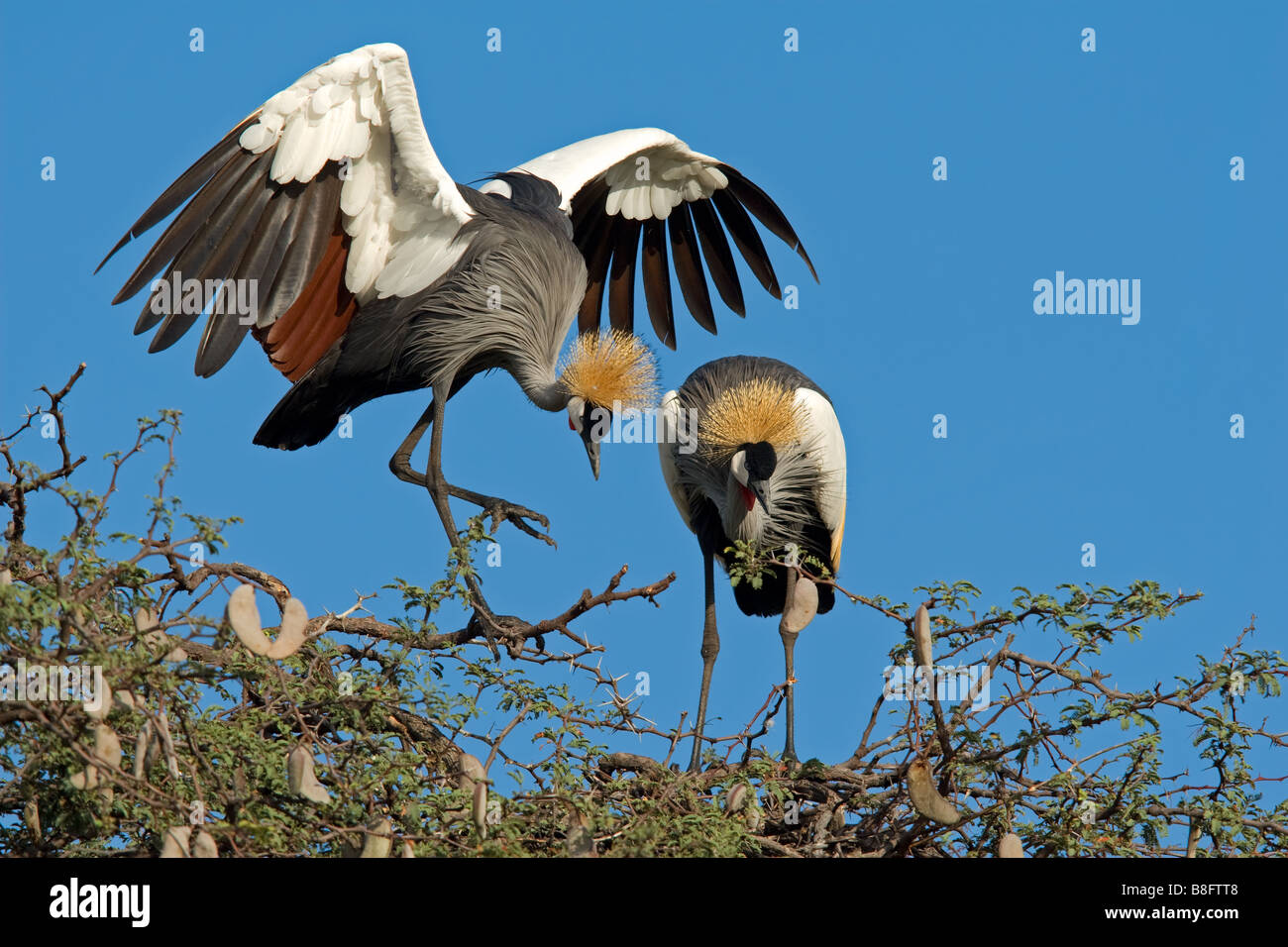 Anzeige, gekrönte Kräne (Balearica Regulorum), Hwange Nationalpark, Simbabwe, Südafrika Stockfoto