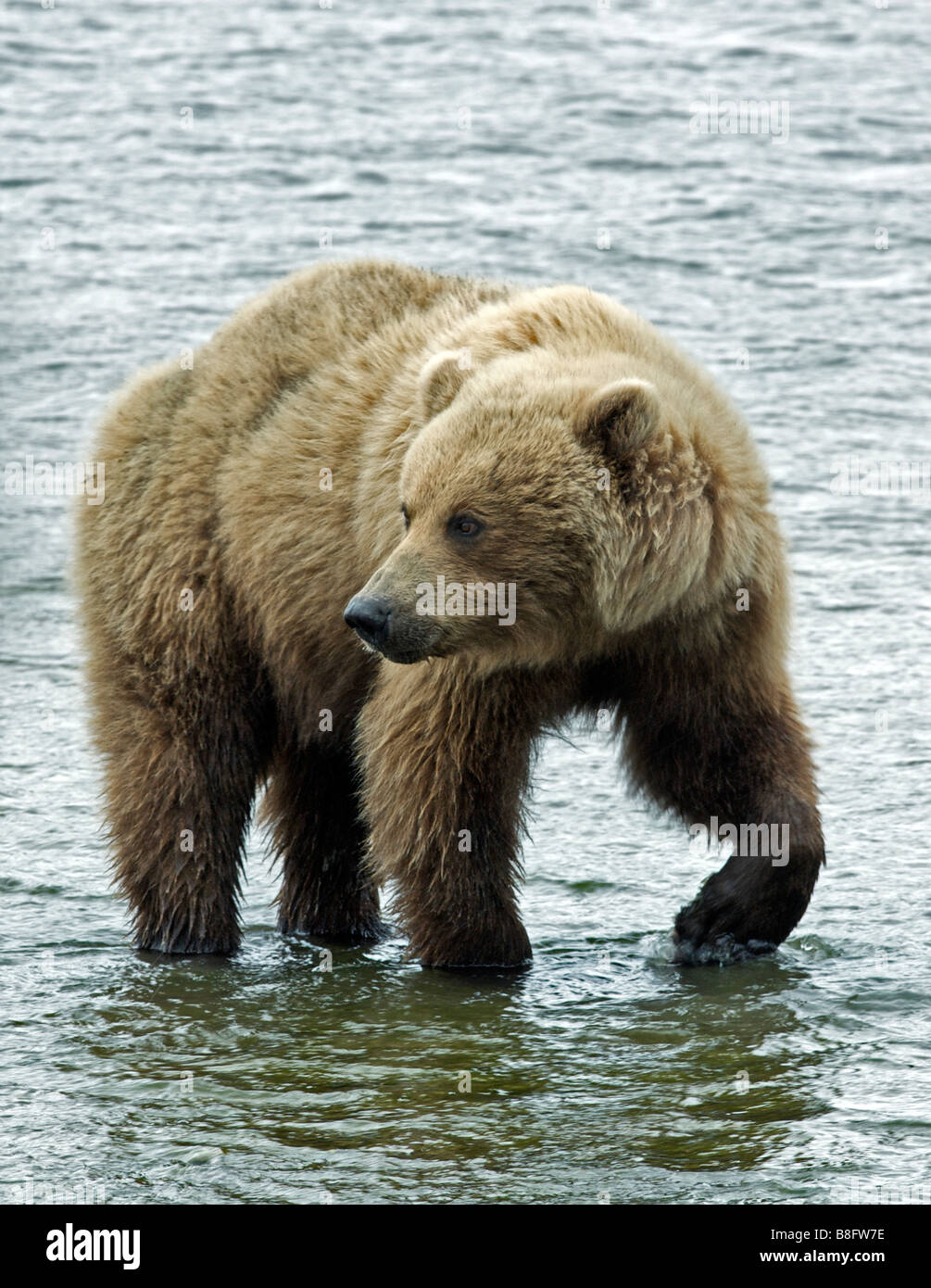 Der Braunbär (Ursus Arctos) watet durch einen Stream auf der Suche nach einer möglichen Mahlzeit. Stockfoto
