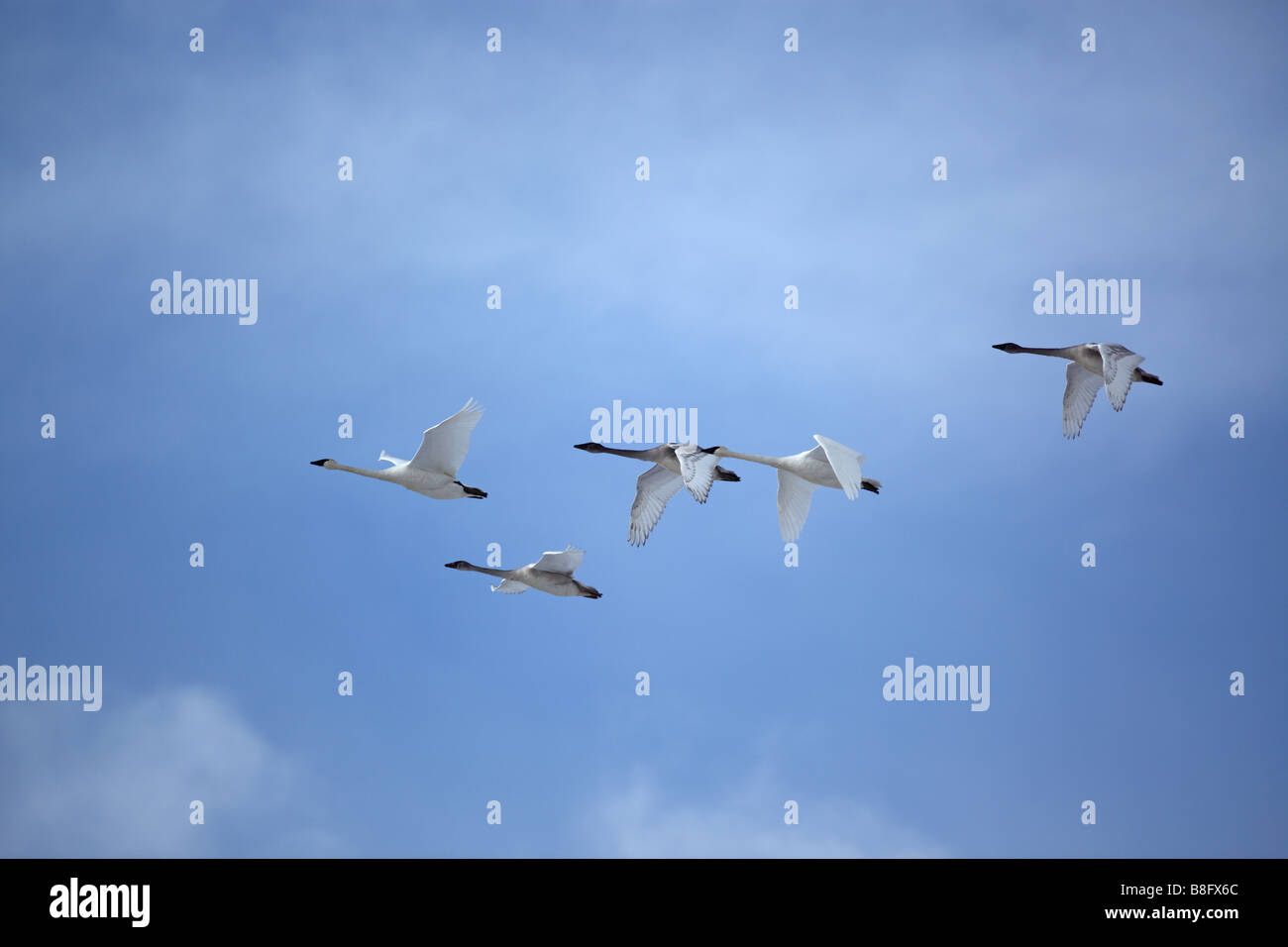 Herde von Trumpeter Schwäne im Formationsflug durch einen schönen blauen Himmel Stockfoto