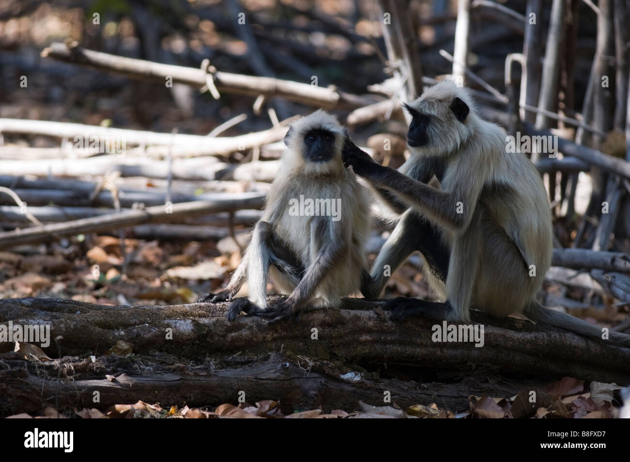 Hanuman-Languren (Semnopithecus Entellus) Stockfoto