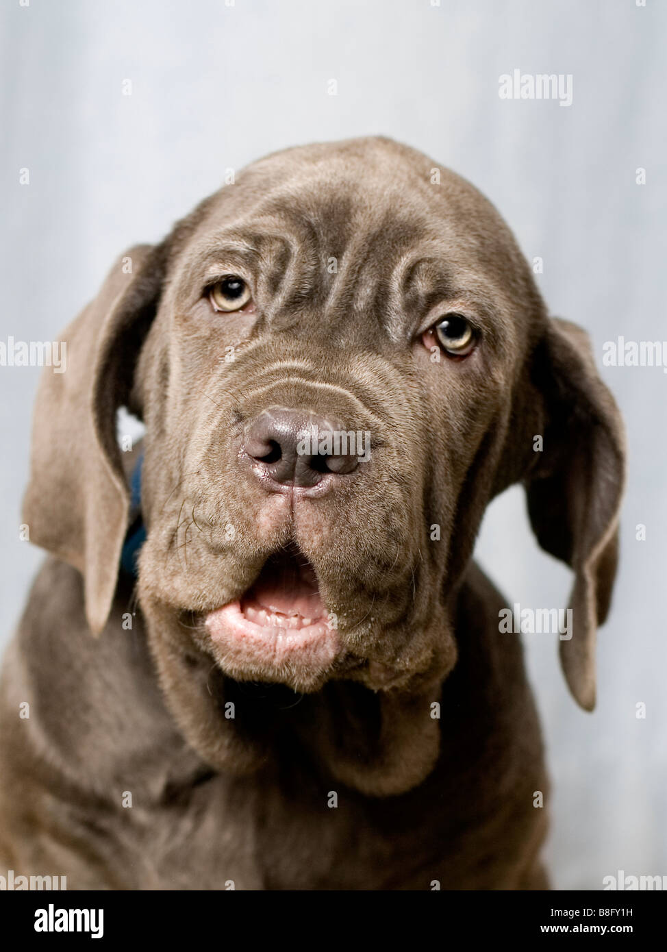 Mastino Napoletano Welpen bei 14 Wochen Stockfoto