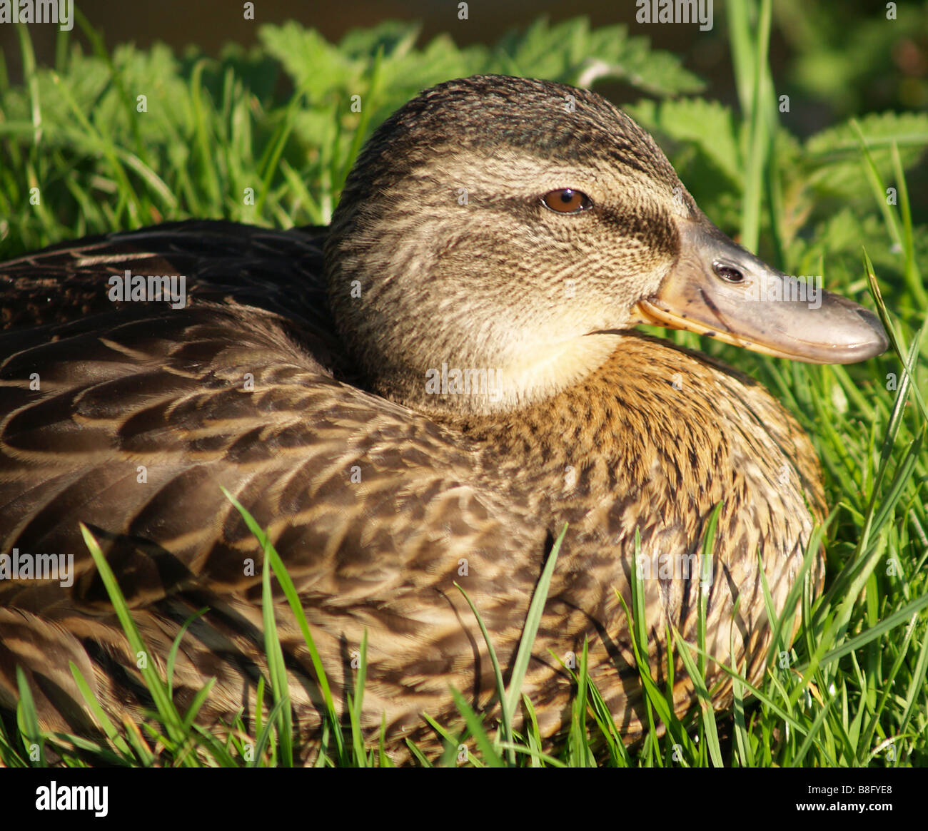 Nahaufnahme einer Ente. Stockfoto