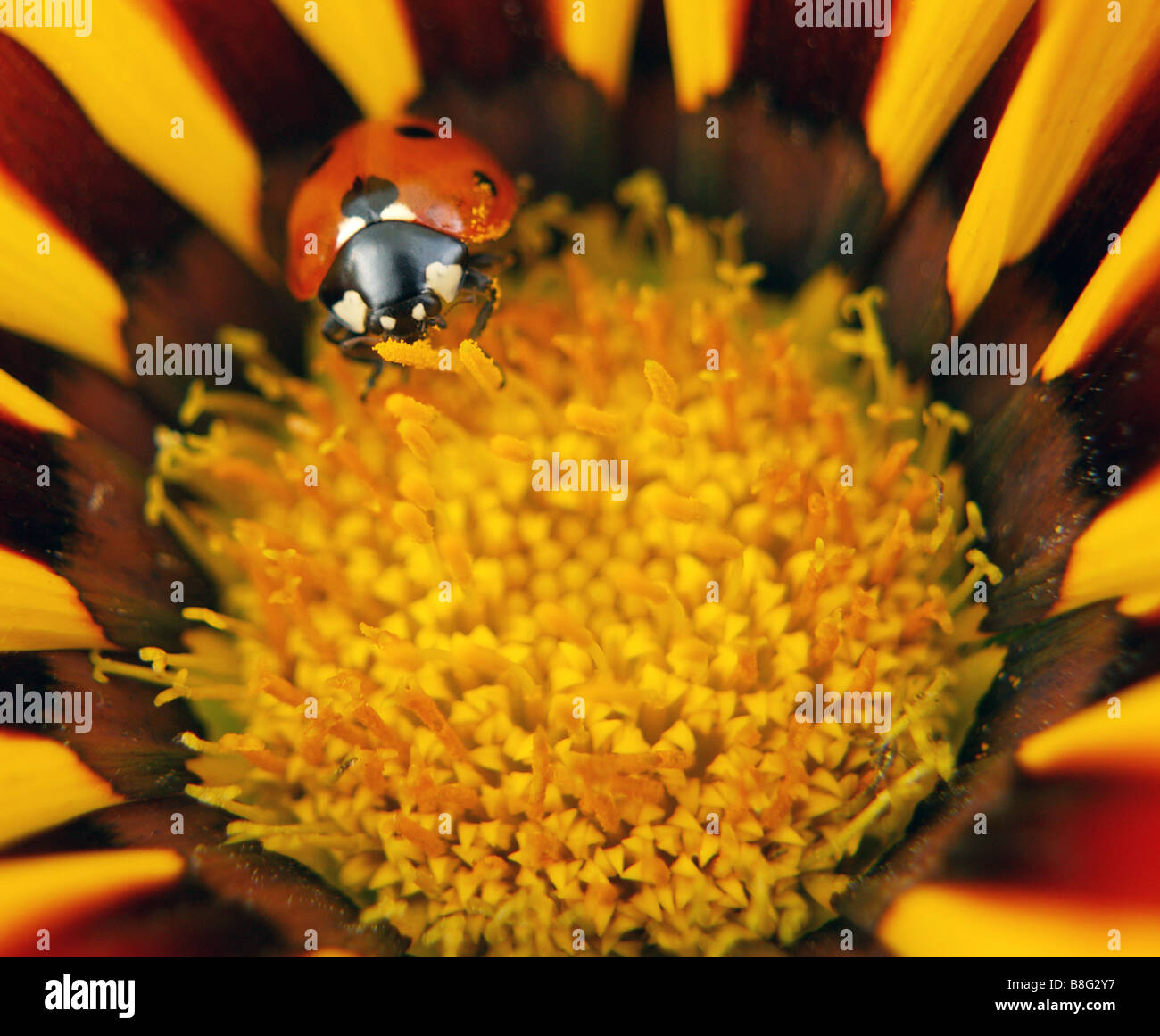 Nahaufnahme von 7 (sieben) Spot Ladybird auf einem bunten gelb gestreift Gazanien Blume. Stockfoto