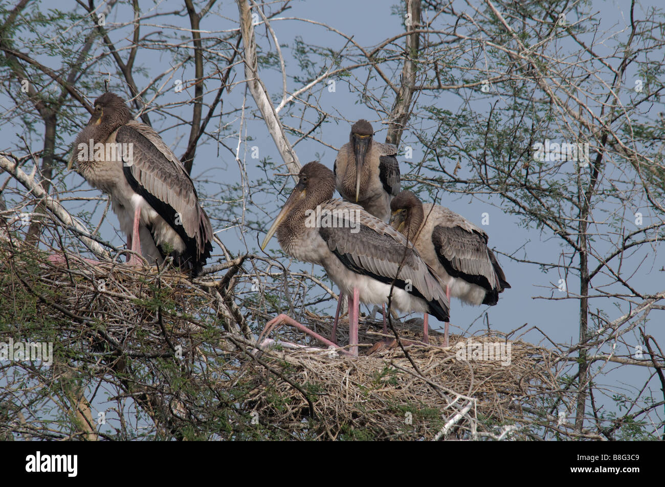 Juvenile bemalte Störche Mycteria Leucocephala nest Stockfoto