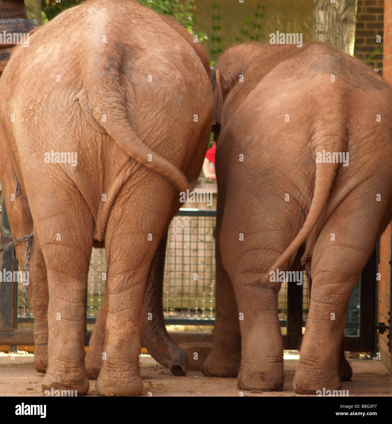 Die Back-End der beiden asiatischen Elefanten leben in Gefangenschaft im lokalen Zoo. Stockfoto