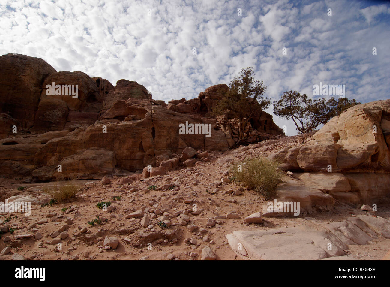 Petra, Jordanien, Mitte, Ost, Nabatäisch, Archäologie, Wüste, Flora, Rock, Schnitt, Asien, Reisen, Tourismus, Urlaub, Urlaub Stockfoto