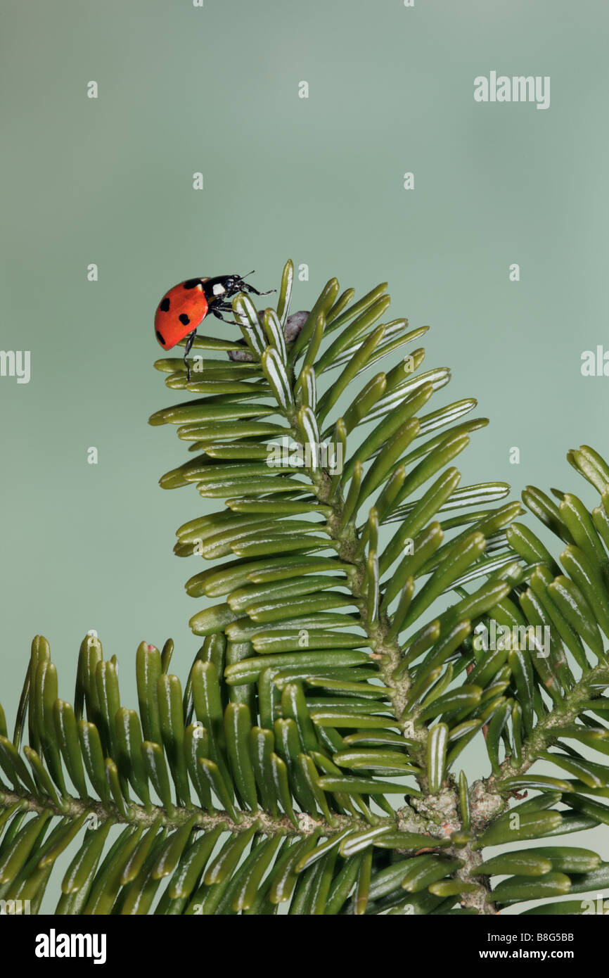 7-Punkt Marienkäfer - Coccinella 7-Trommler auf Kiefer Stockfoto
