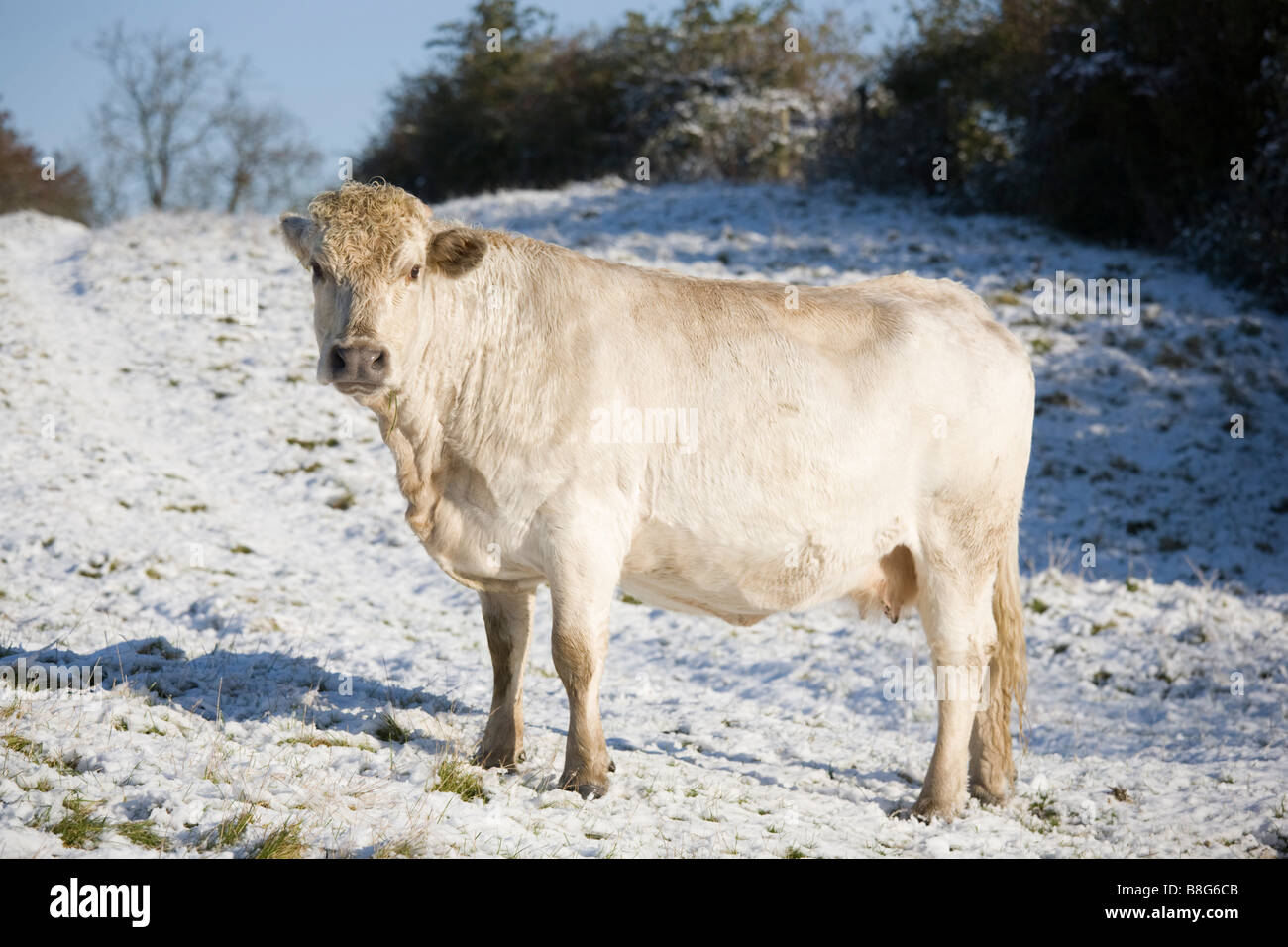 Eine britische weiße Kuh steht in einem schneebedeckten Feld Stockfoto