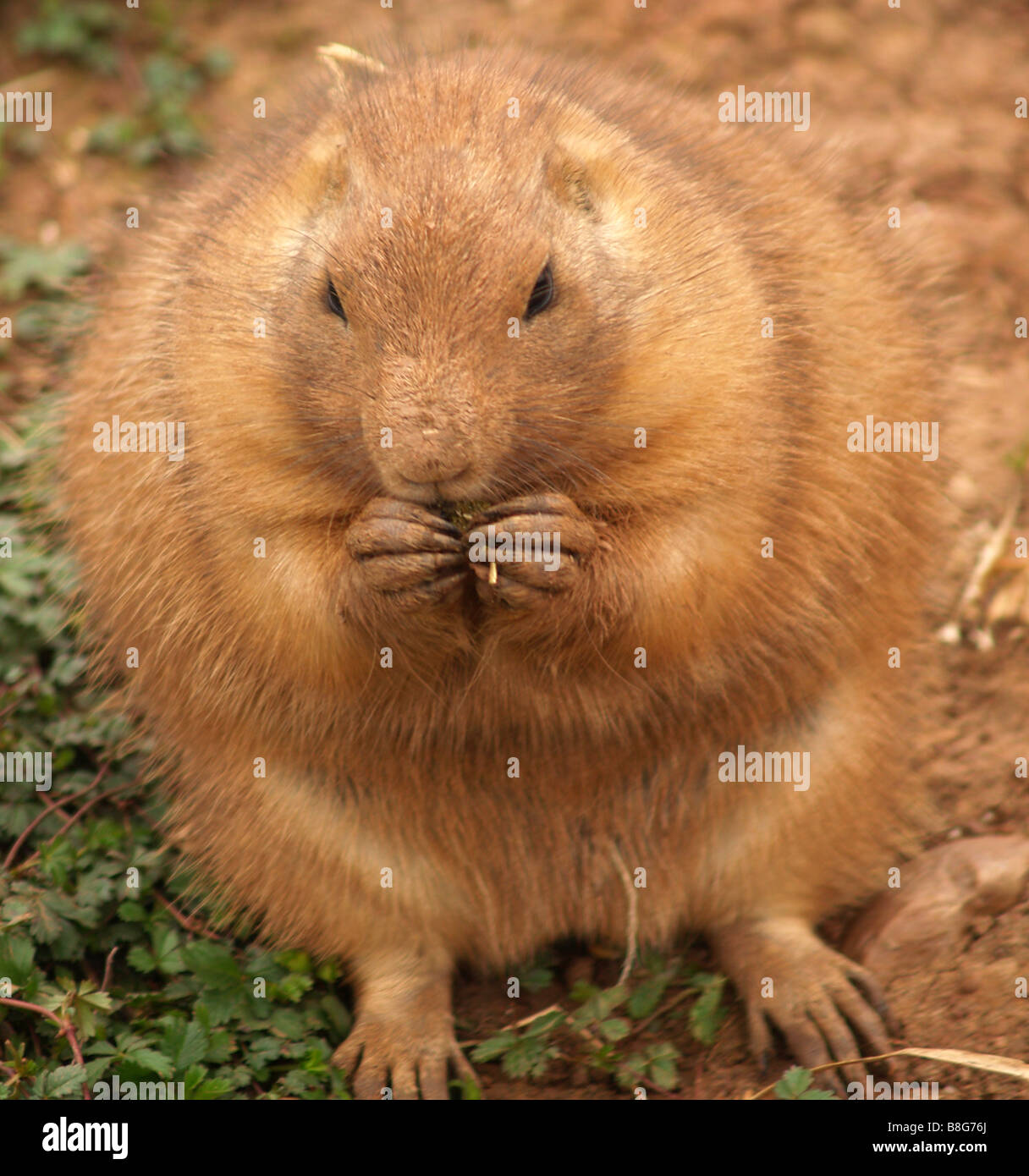 Eine große Runde Marmot Essen. Stockfoto