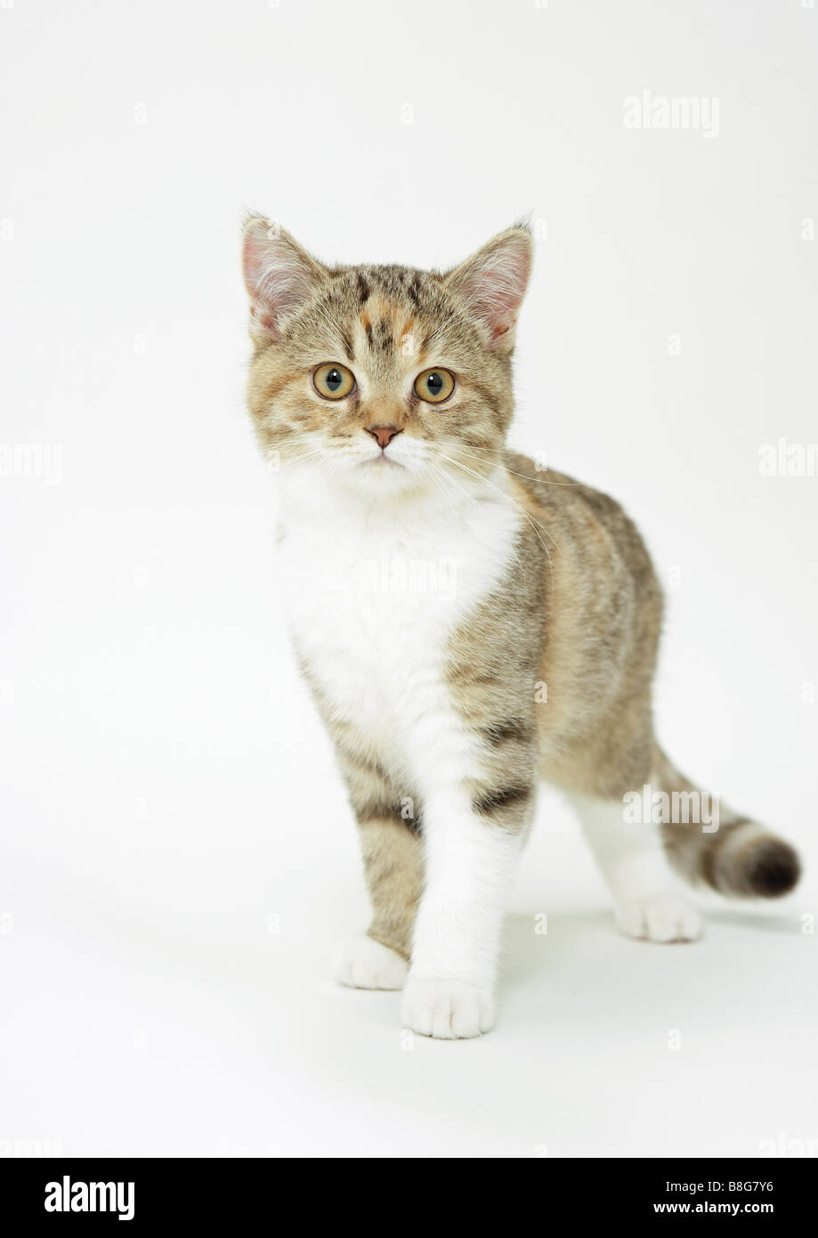 Hauskatze - Kätzchen - Ausschneiden Stockfoto