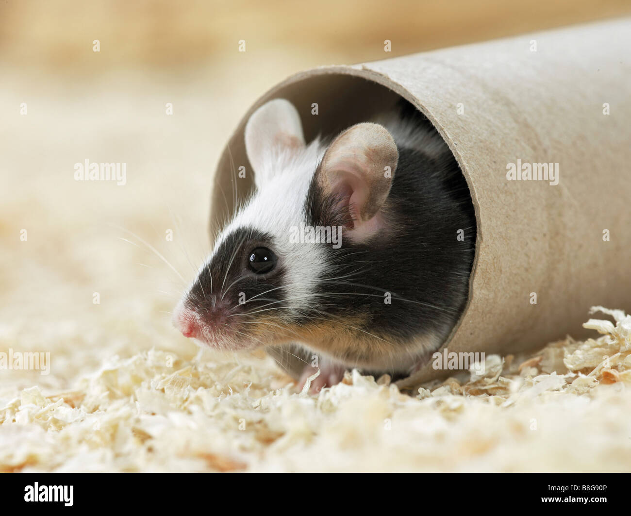 ausgefallene Maus in Papier Rollen Stockfoto