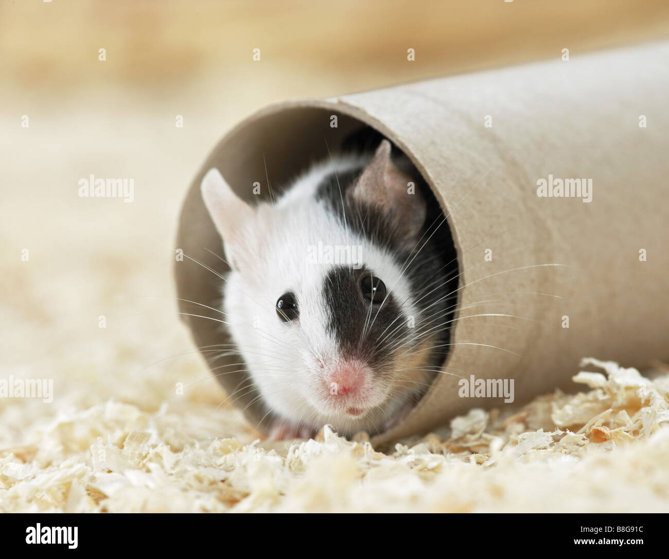 ausgefallene Maus Blick aus einer Papierrolle Stockfoto