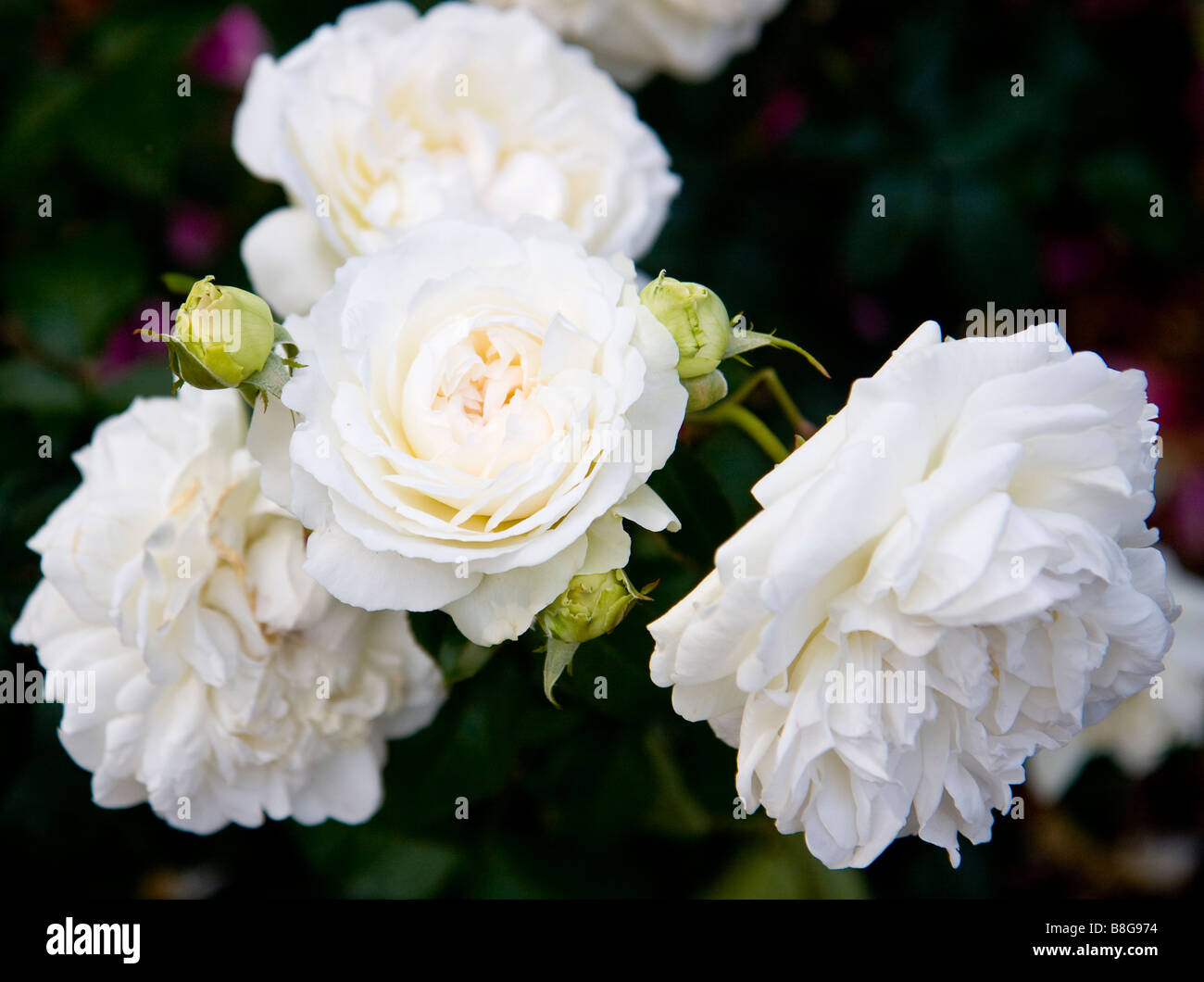 Weiße Rosen aus Portland Rose Garten Stockfoto