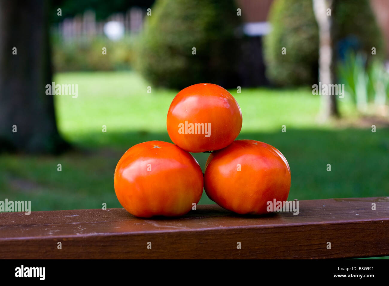 Omas Tomaten Stockfoto