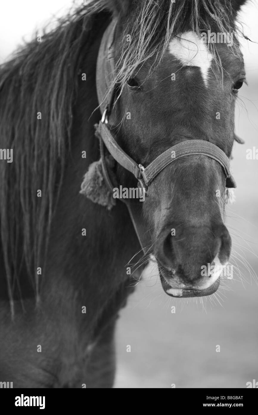 Porträt eines Pferdes Stockfoto Porträt eines Pferdes Stockfoto