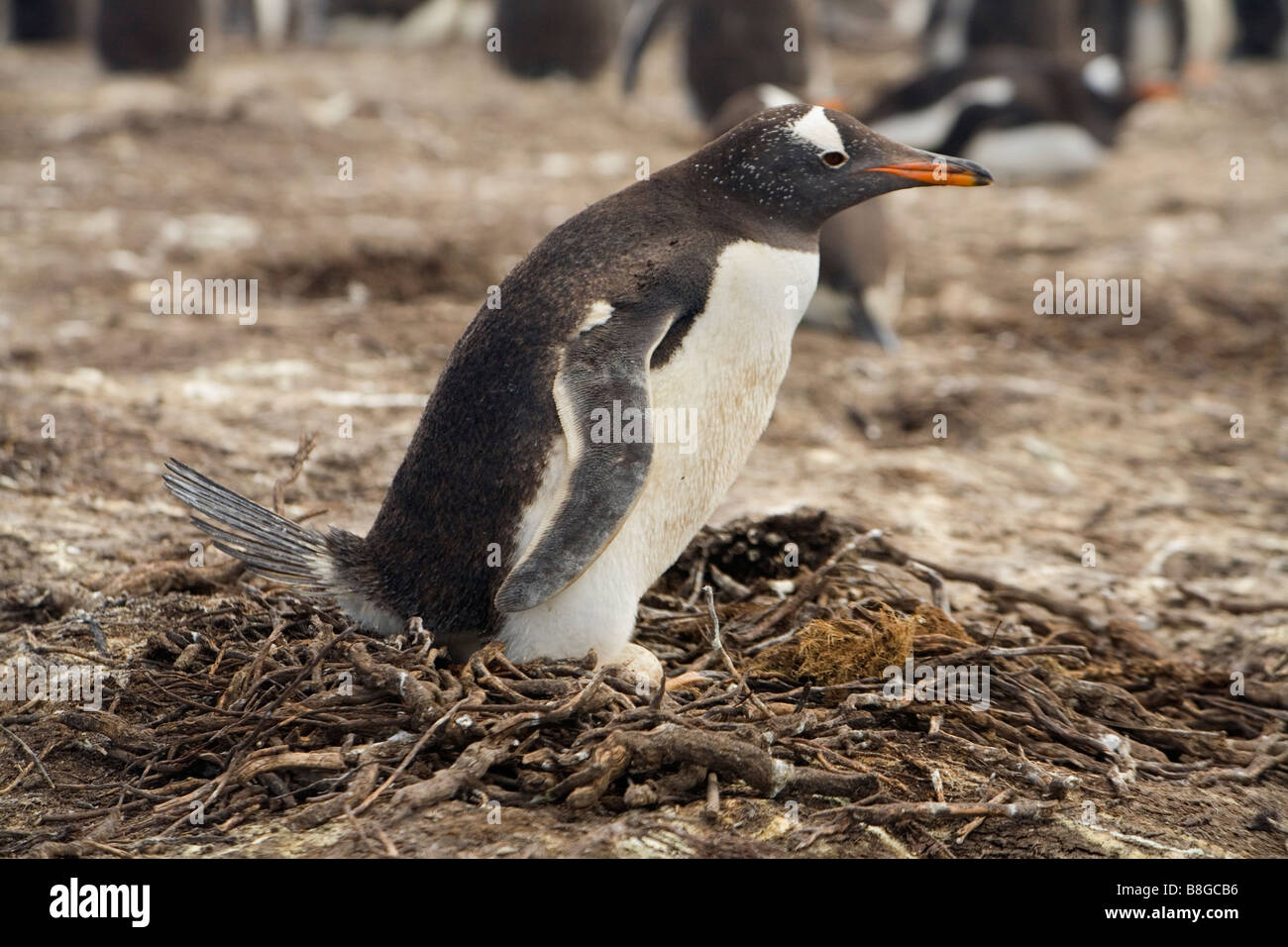 Gentoo Penguin (Pygoscelis Papua Papua) nisten in Falkland-Inseln Stockfoto