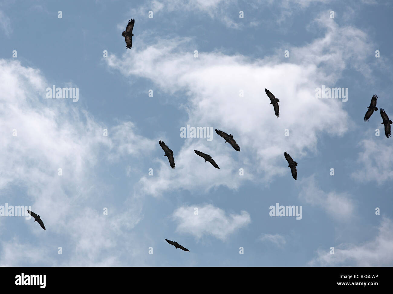 Die Geier Kreisen in der Thermik über Addis Ababa Äthiopien Stockfoto