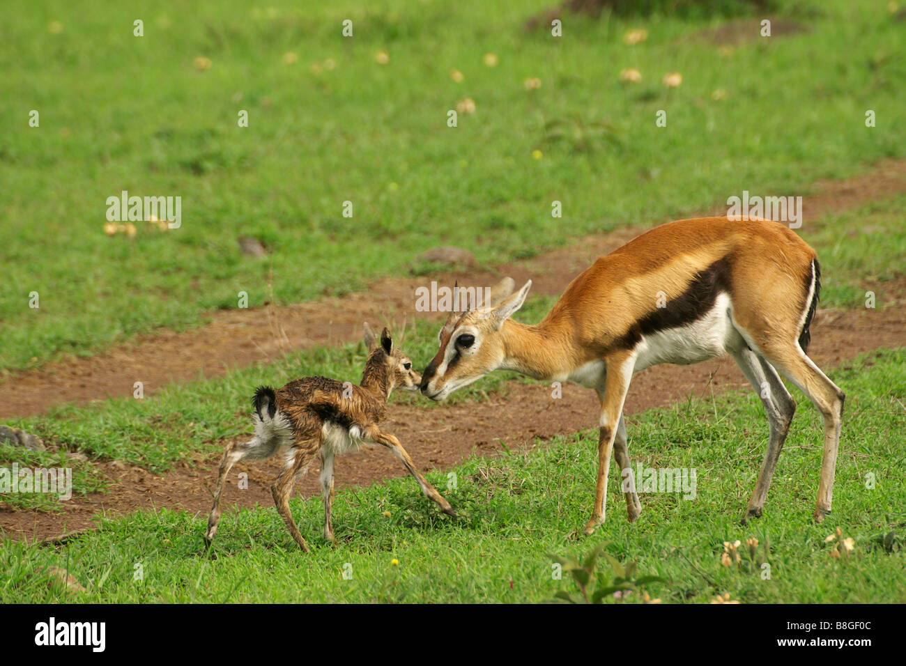 Thomson es Gazelle mit Neugeborenen, Masai Mara, Kenia Stockfoto