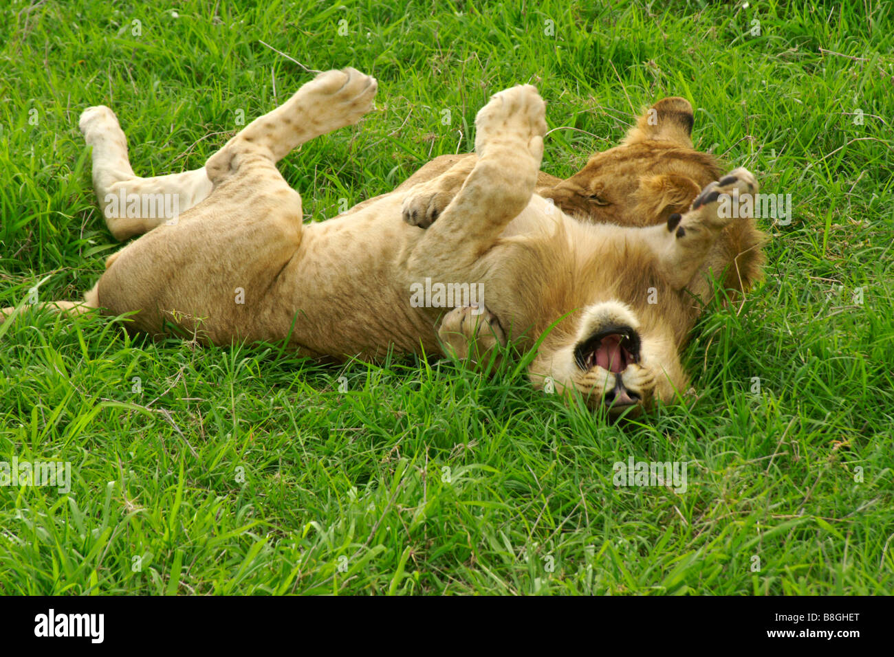 Löwenbabys wrestling, Kenia Stockfoto
