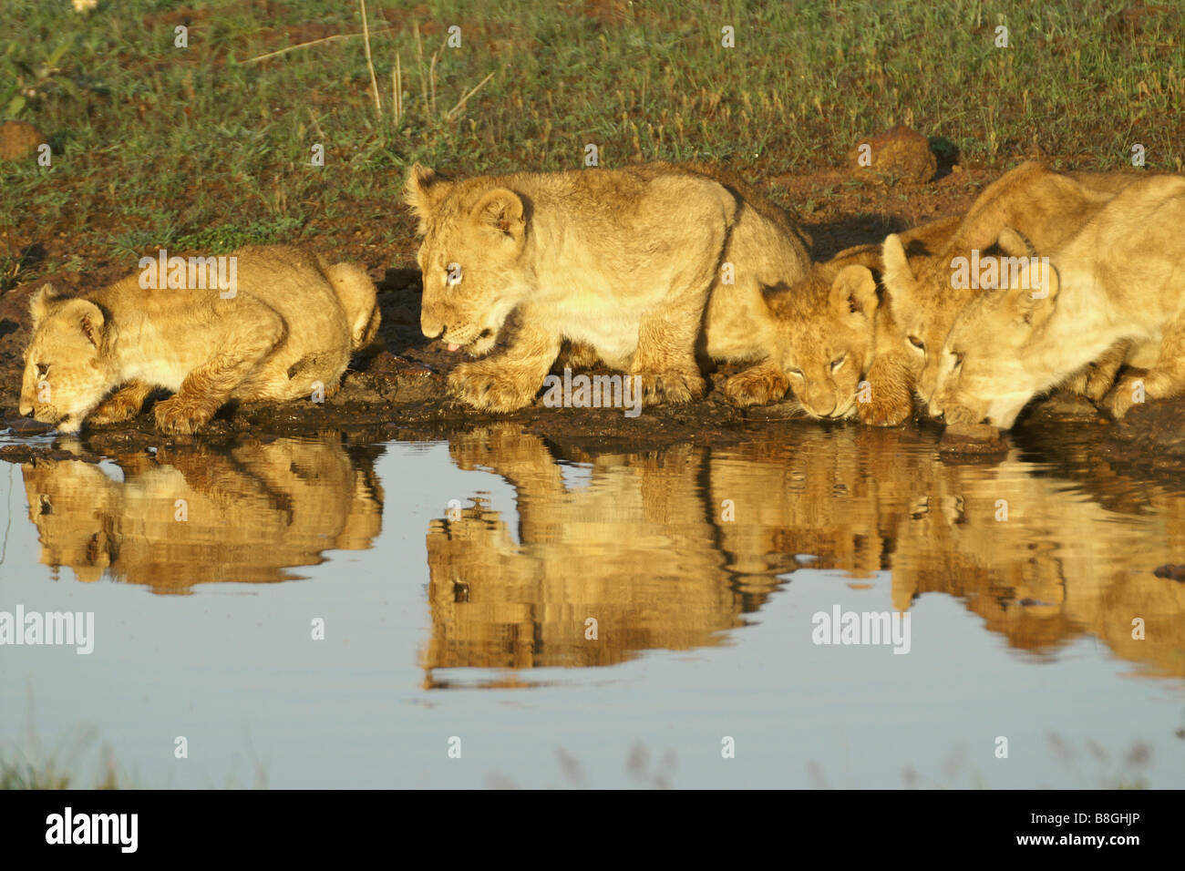 Löwenbabys trinken am Wasserloch, Kenia Stockfoto