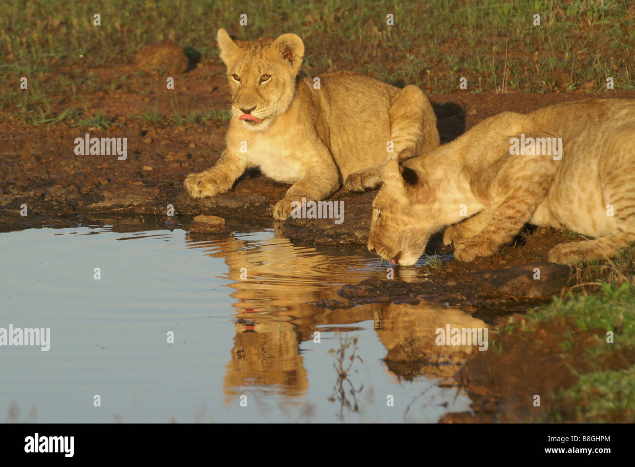 Löwenbabys trinken am Wasserloch, Kenia Stockfoto