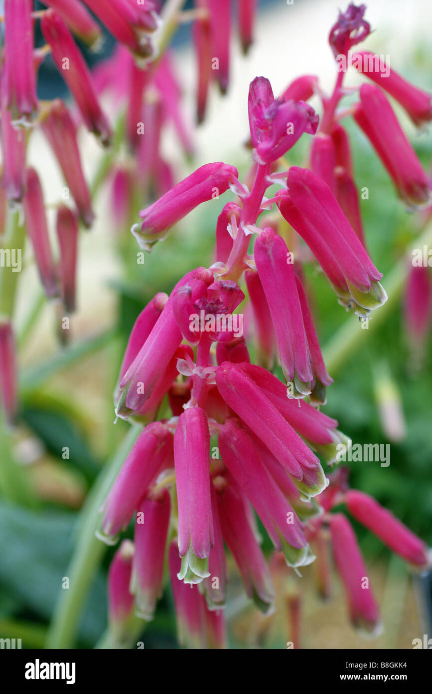 LACHENALIA BULBIFERA Stockfoto