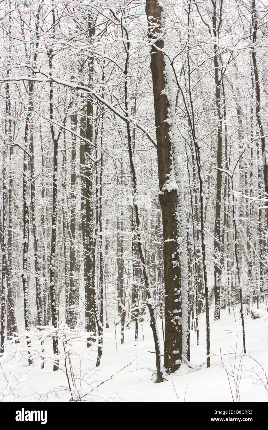 Winterschnee in den tiefen Wäldern Stockfoto