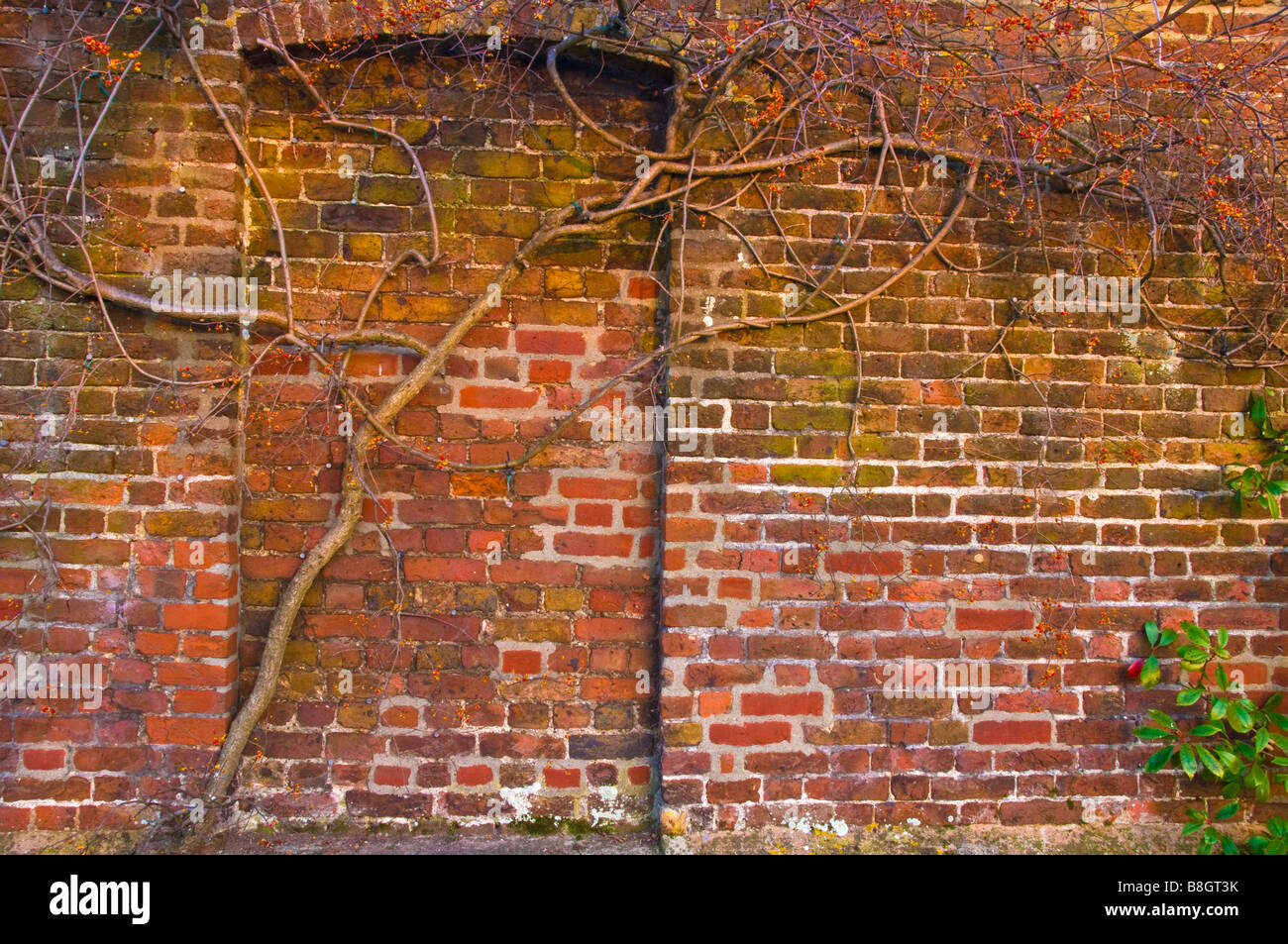Ein Kahler Baum wächst gegen eine Mauer mit einem gemauerten, Tür, England, UK Stockfoto