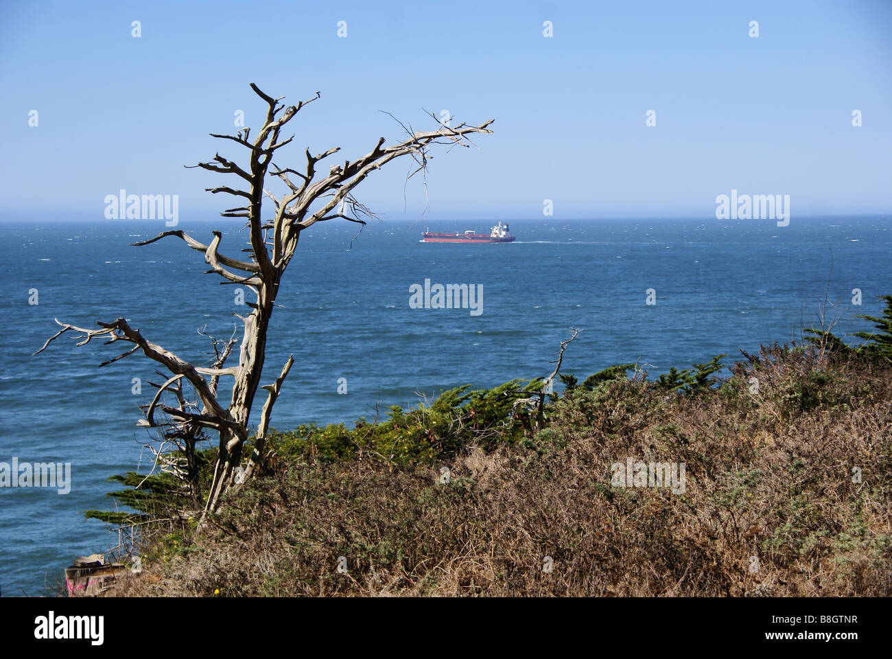 Toter Baum am Ufer des Pazifischen Ozeans Stockfoto