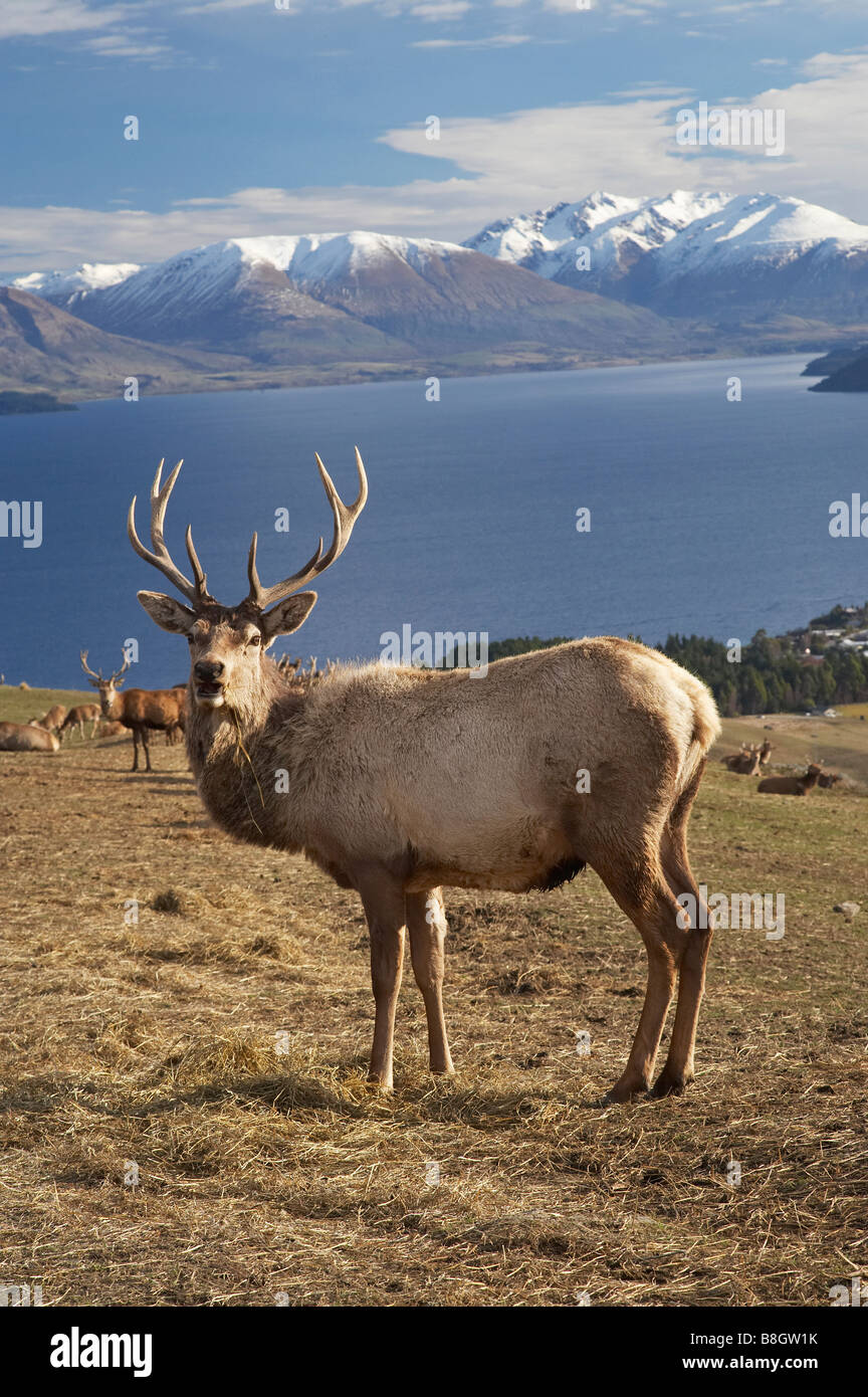 Rothirsch Cervus Elaphus Deer Park Heights Queenstown Neuseeland Südinsel Stockfoto