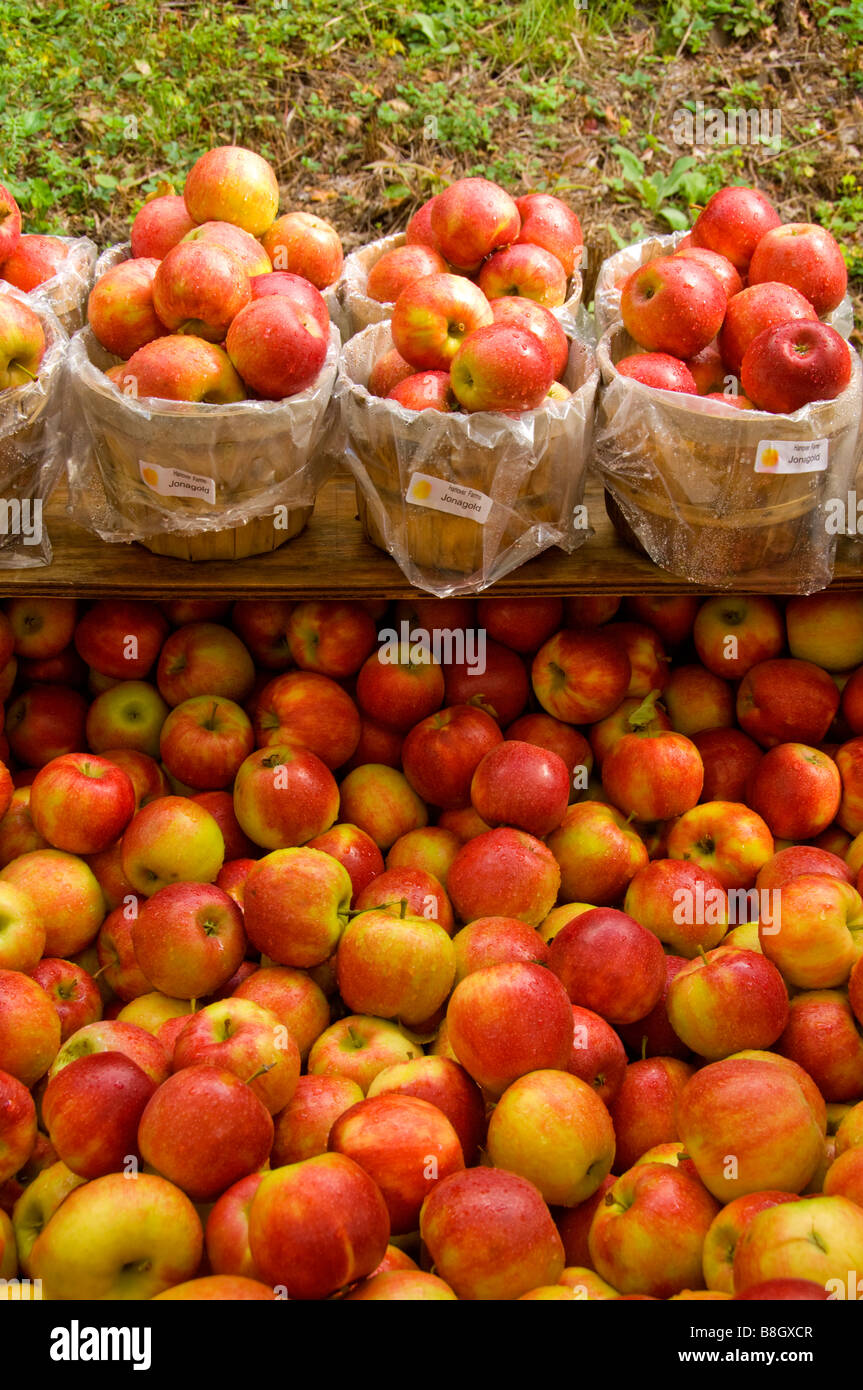 Körbe von roten Äpfeln zum Verkauf an Alyce und Rogers Obststand in Mount Tremper New York USA Stockfoto