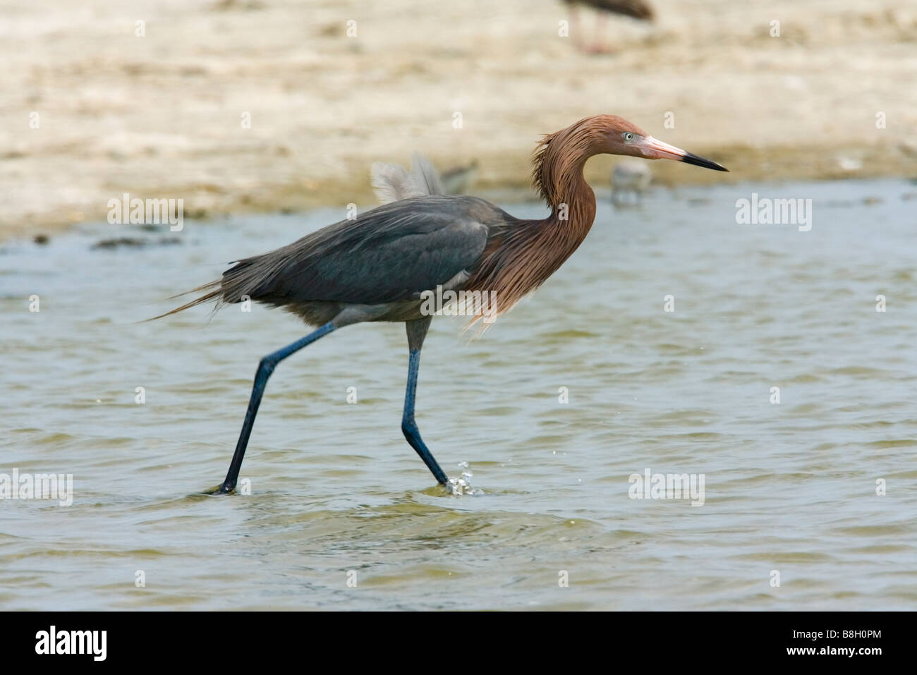 Rötliche Silberreiher Stockfoto