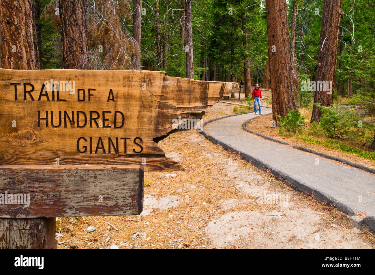 Spuren der hundert Riesen Wanderer sichtbar Giant Sequoia National Monument Berge der Sierra Nevada in Kalifornien Stockfoto