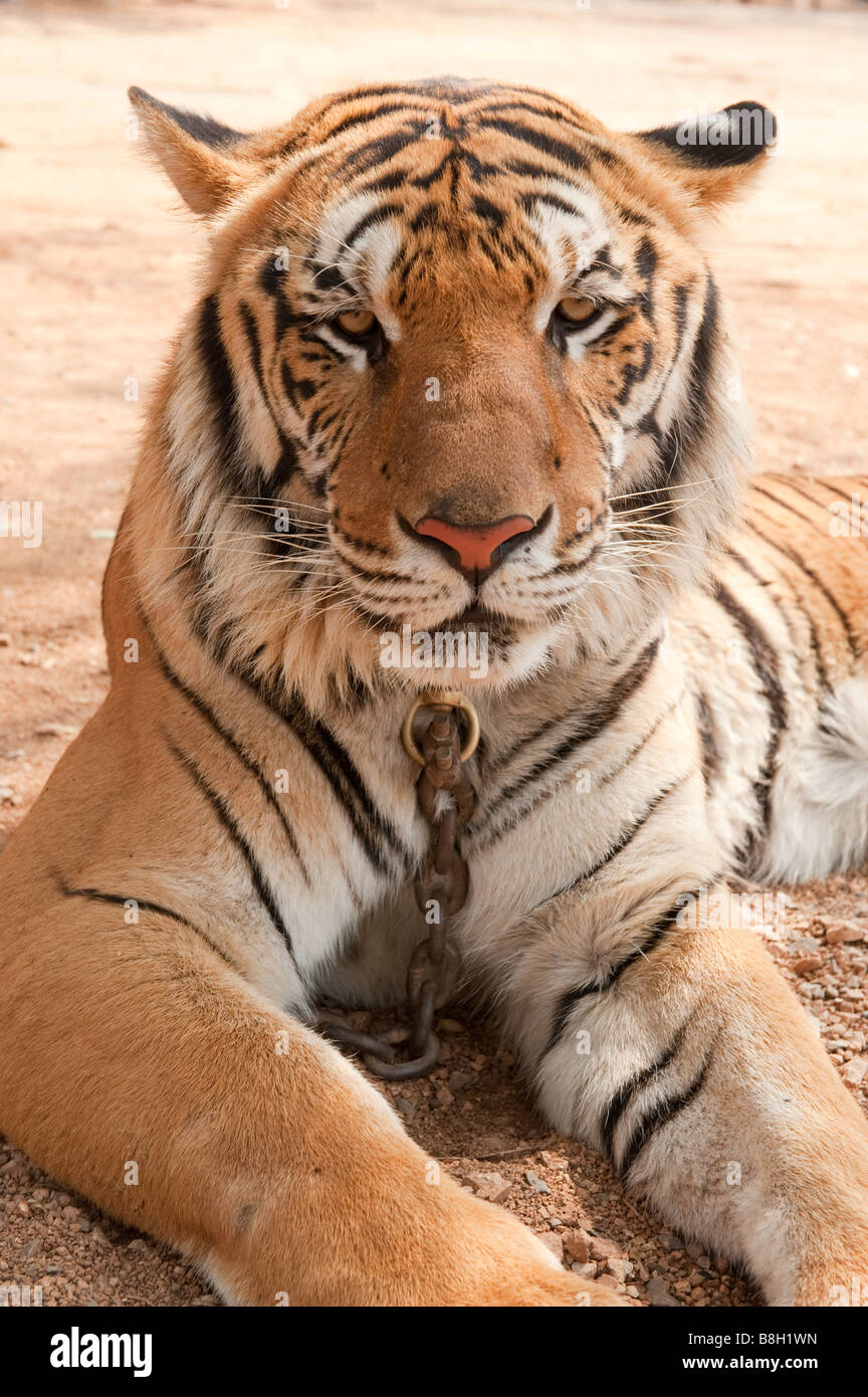 Gereizten tiger Stockfoto