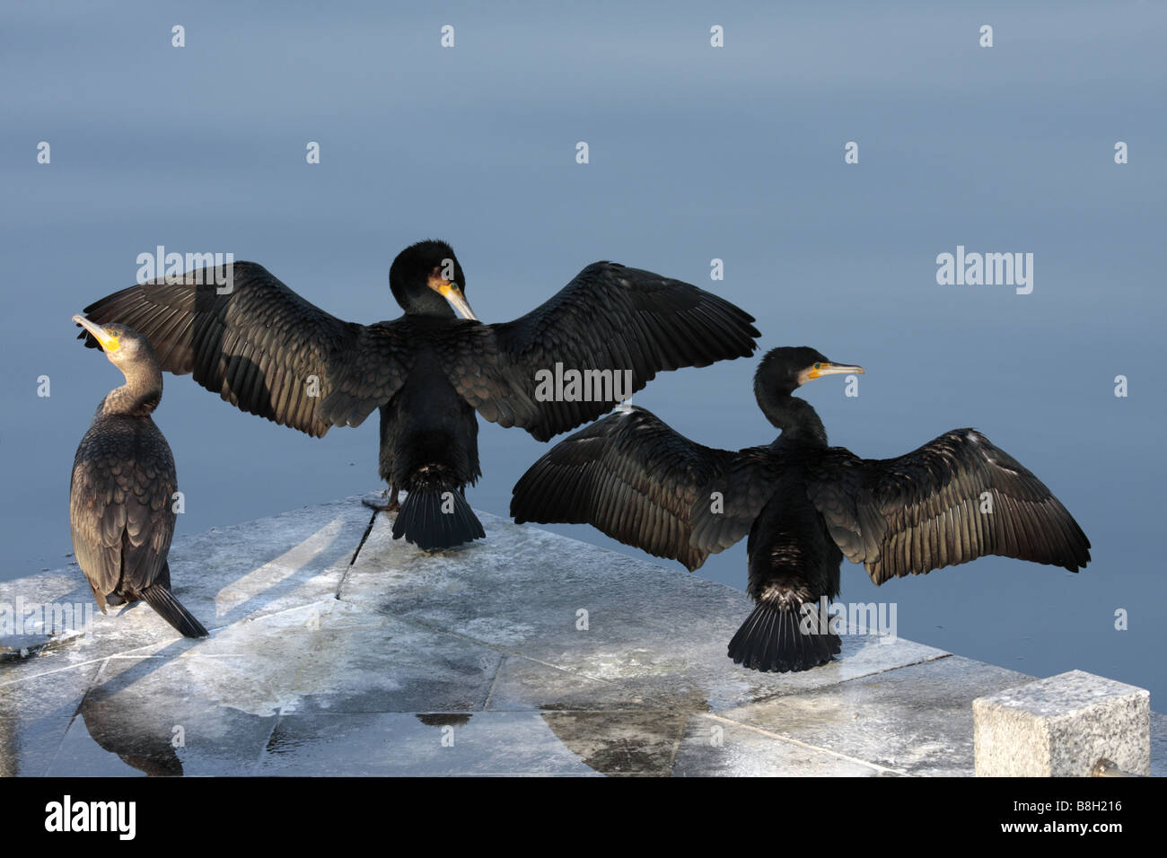 Drei große schwarze Kormorane trocknen ihre Flügel am See (Phalacrocorax Carbo) Stockfoto