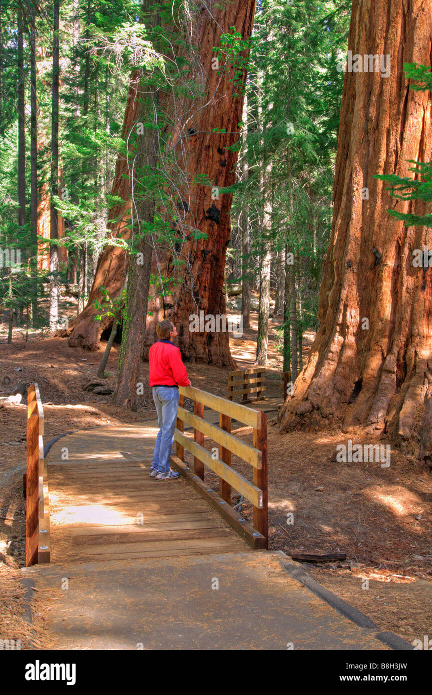 Wanderer auf den Spuren der 100 Riesen Giant Sequoia National Monument California Stockfoto