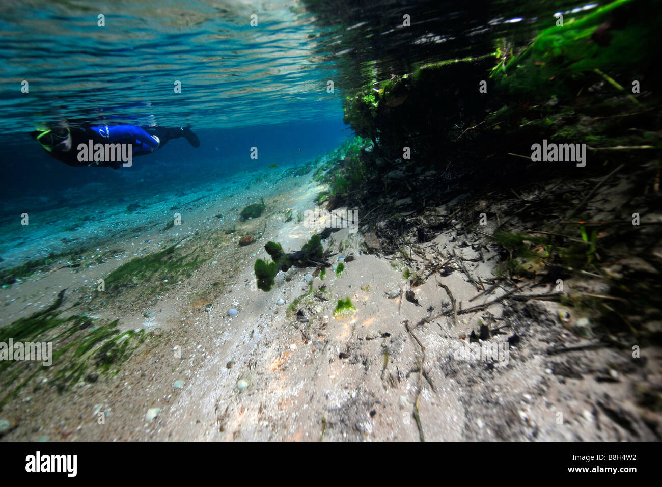 Taucher genießt Unterwasserlandschaft Sucuri Fluss Bonito Mato Grosso do Sul Brasilien Stockfoto