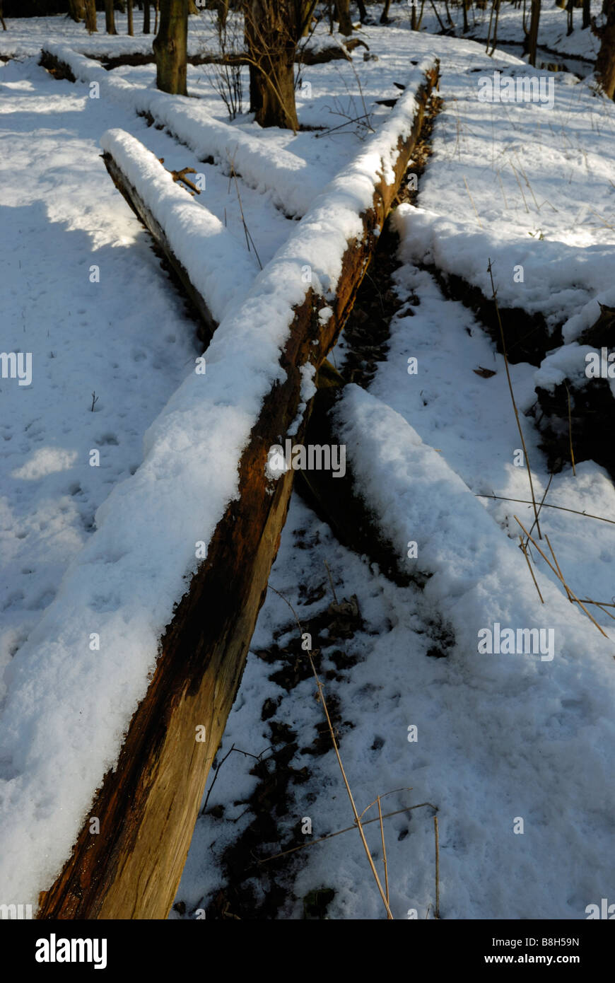 Schneebedeckte gefällte Bäume. Lincolnshire, England. Stockfoto