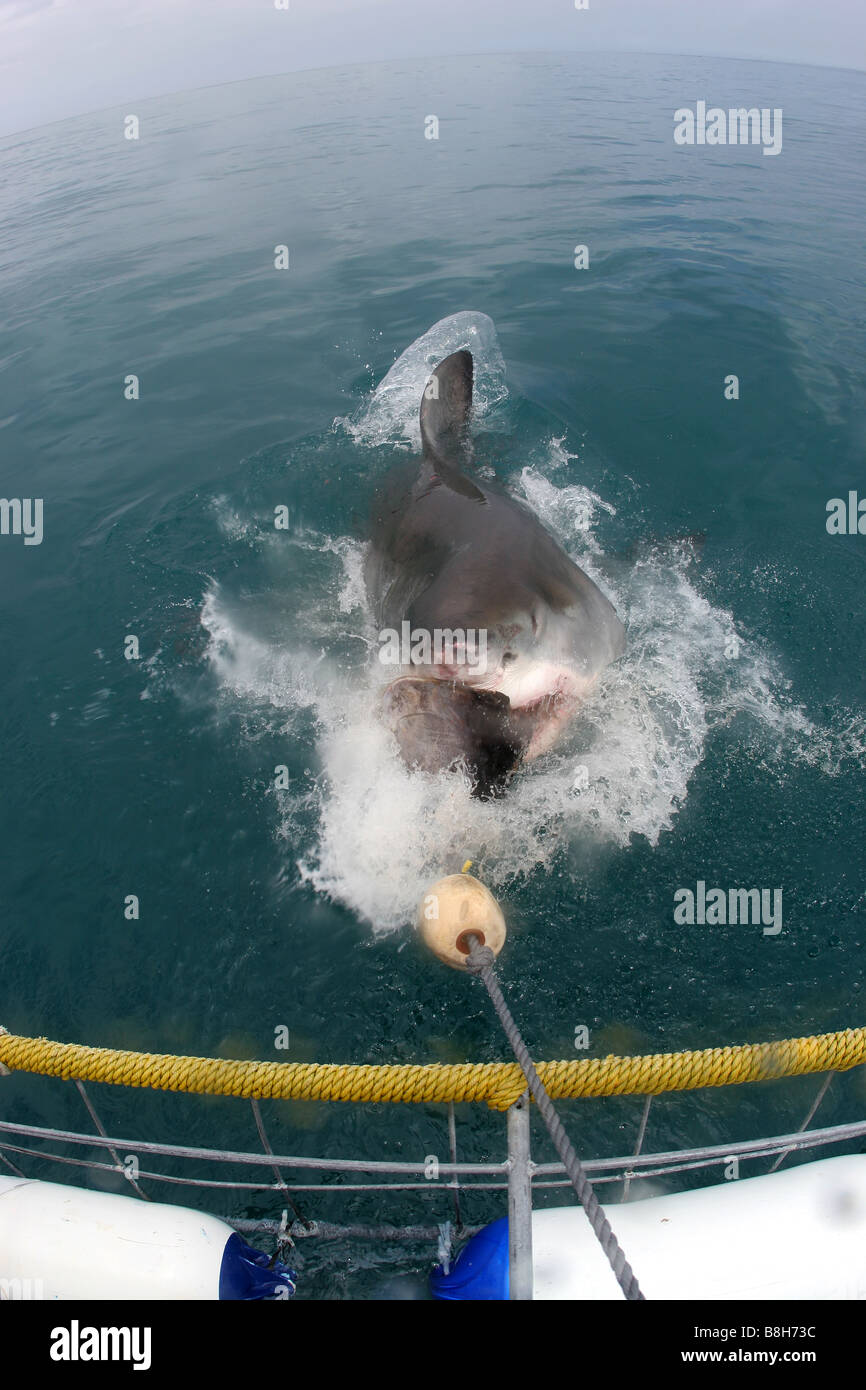 Eine weiße Haie Angriffe der Köder in einem Käfig Tauchen in Gansbaai-Südafrika, sind die Zähne deutlich sichtbar Stockfoto
