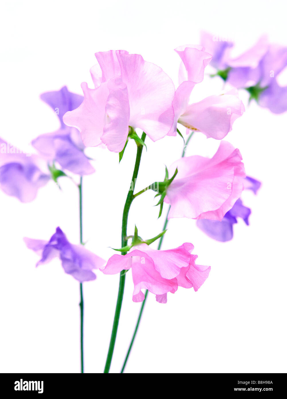 Rosa und lila Zuckererbsen. Lateinischer Name: Lathyrus man Stockfoto