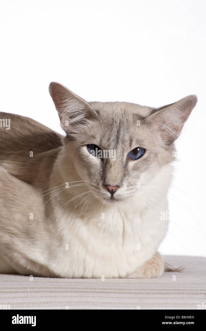 Balinesen-Katze - Porträt Stockfoto